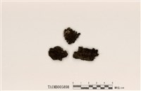 藏品(島衣屬)的圖片